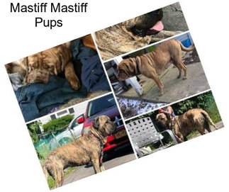 Mastiff Mastiff Pups