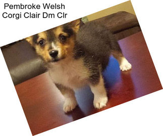 Pembroke Welsh Corgi Clair Dm Clr