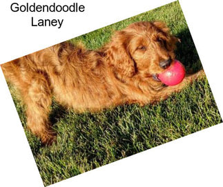 Goldendoodle Laney