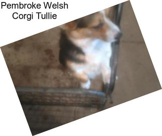 Pembroke Welsh Corgi Tullie