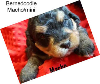 Bernedoodle Macho/mini