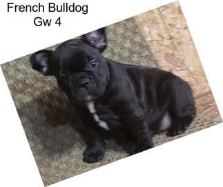 French Bulldog Gw 4