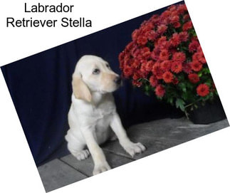 Labrador Retriever Stella