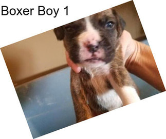 Boxer Boy 1