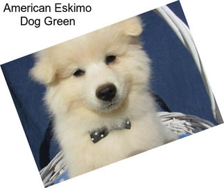 American Eskimo Dog Green