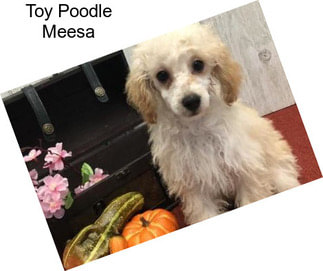 Toy Poodle Meesa