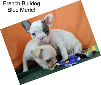 French Bulldog Blue Merle!