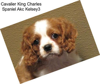 Cavalier King Charles Spaniel Akc Kelsey3