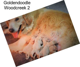 Goldendoodle Woodcreek 2