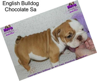English Bulldog Chocolate Sa