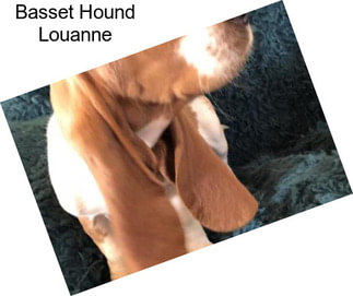 Basset Hound Louanne