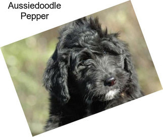 Aussiedoodle Pepper