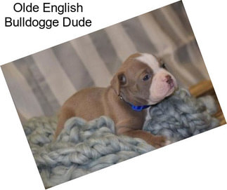 Olde English Bulldogge Dude