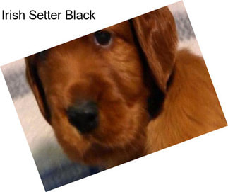 Irish Setter Black