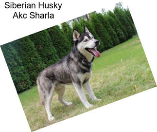 Siberian Husky Akc Sharla