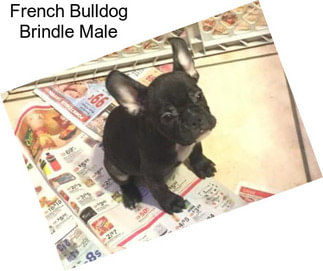 French Bulldog Brindle Male