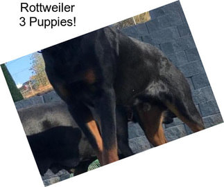 Rottweiler 3 Puppies!