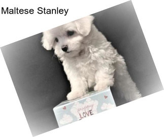 Maltese Stanley