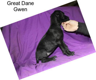 Great Dane Gwen