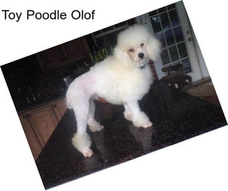 Toy Poodle Olof