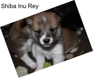 Shiba Inu Rey