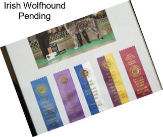 Irish Wolfhound Pending