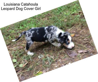 Louisiana Catahoula Leopard Dog Cover Girl