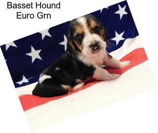 Basset Hound Euro Grn