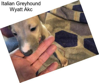 Italian Greyhound Wyatt Akc