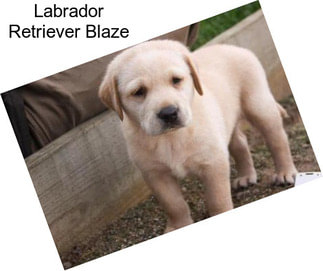 Labrador Retriever Blaze