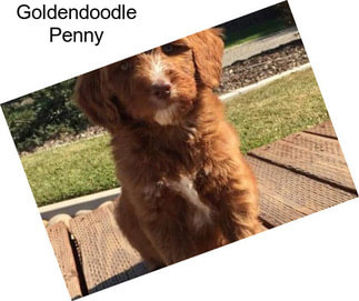 Goldendoodle Penny