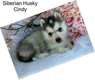 Siberian Husky Cindy