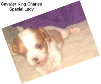 Cavalier King Charles Spaniel Lady