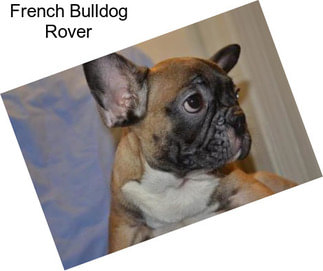French Bulldog Rover