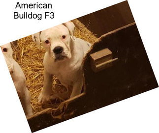 American Bulldog F3