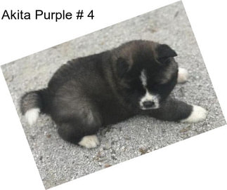 Akita Purple # 4