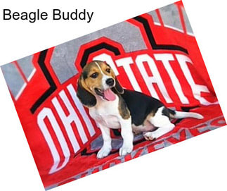 Beagle Buddy