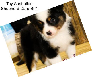 Toy Australian Shepherd Dare Btf1