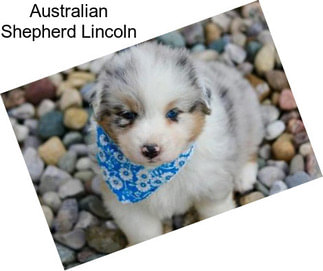 Australian Shepherd Lincoln