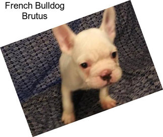 French Bulldog Brutus