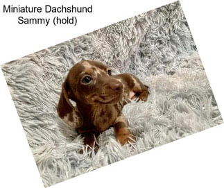 Miniature Dachshund Sammy (hold)