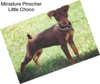 Miniature Pinscher Little Choco