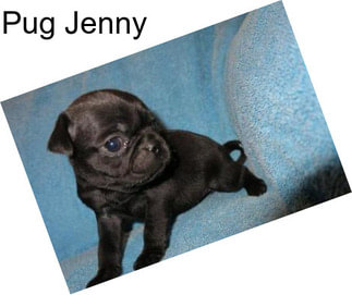 Pug Jenny