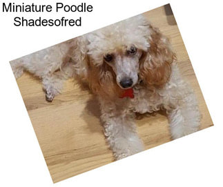 Miniature Poodle Shadesofred