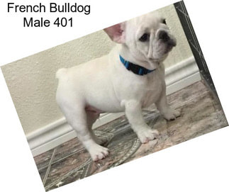French Bulldog Male 401