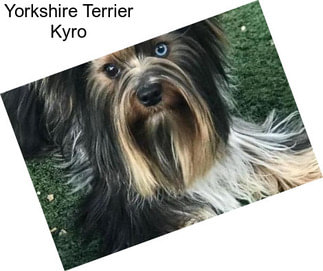 Yorkshire Terrier Kyro