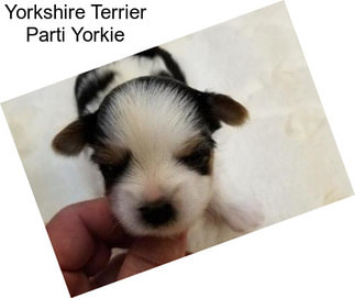 Yorkshire Terrier Parti Yorkie