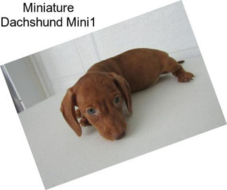 Miniature Dachshund Mini1