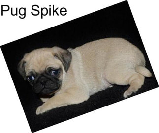 Pug Spike