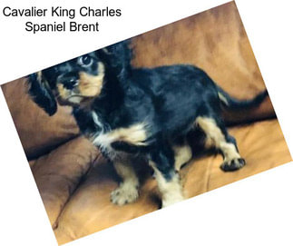 Cavalier King Charles Spaniel Brent